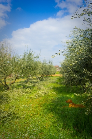 pruning the olive grove in spring with dog keeping watchの写真素材