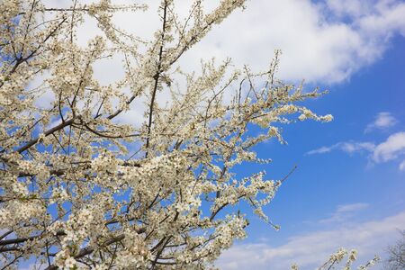 branches of cherry with blossom of white flowersの写真素材