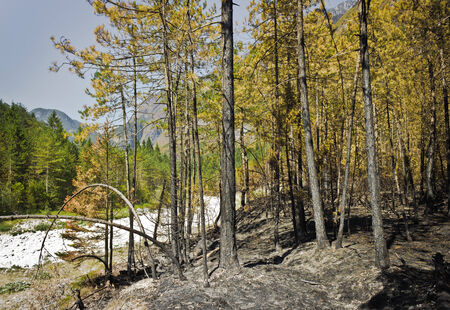 ash in a forest after a fire in julian alps, near a riverの写真素材