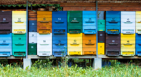colorful hives in blue, yellow, white and green, with grass and bees