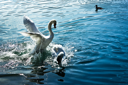 two male swans fight on a lake and one is winnerの写真素材