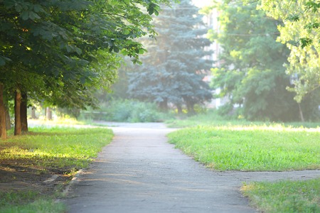 Summer sunset nature sun green trees. nice soft natural light.の写真素材