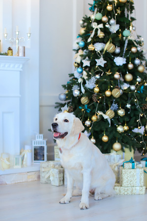 Young dog labrador sitting in studio on white New Year background Christmas tree with glowing lights and gifts. Concept of animals, Christmas tree, Christmas, Eve.の写真素材