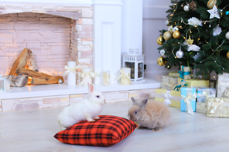 White and beige fluffy rabbit sitting on floor in bright studio on background of fireplace and Christmas tree.の写真素材