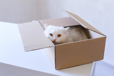 Cute White Cat Sitting in Box, Cat Sniffs Box and Looking to Left. Parcel With Cat Lying on White...