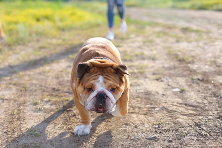 Young beautiful woman girl lady blond hair with red lips in casual style american bulldog friends friendship. Woman plays with dog glad, laughing, happy and inspired running to camera.の写真素材