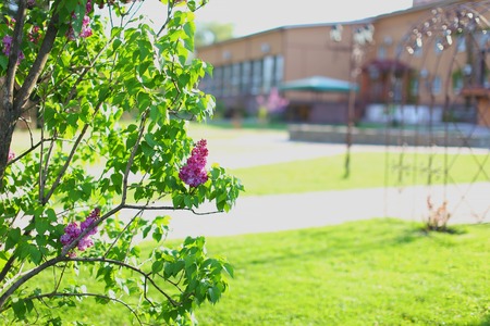 Landscaped area with green spaces, plants, tree in focus blooming summer or springの写真素材