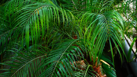 In glasshouse many different types of palms. Green plants grow in front of each other. Concept of modern glasshouses and plants for sale.の写真素材