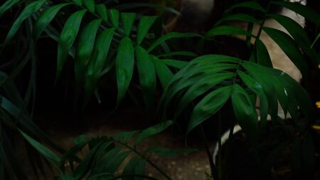 Palm tree grew on tropical islands. Plant has long blight leaves and doesn t grow high. Concept of botanic and new technologies for planting.の写真素材