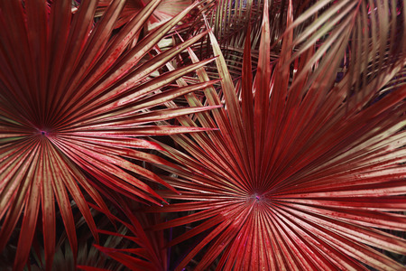 close up red Tropical big palm leaves in exotic country Thailand Landscape Holiday . concept of foreign background, summer plants or nature and travelの写真素材