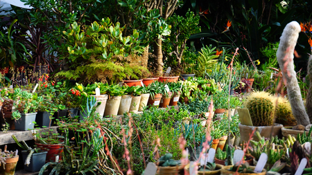 Yellow, green cacti stand on counter. Variety of cactus has many spines and grown on pots. Concept of big choice of flowers and cacti on markets.の写真素材
