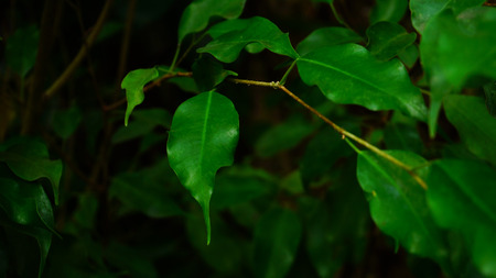 Flower has green buds and grows near small palm. Exotic plants under protection in reserve. Concept of protection of rare plants.の写真素材