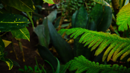 Plant with green needles on twigs, close-up photography. Small pine has turned yellow from sun. concept of modern orangery protection of plants.の写真素材