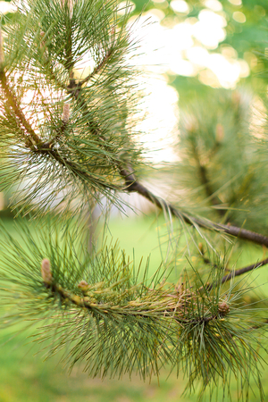 Cedar wood green branches background. Concept of green plants and floral nature.