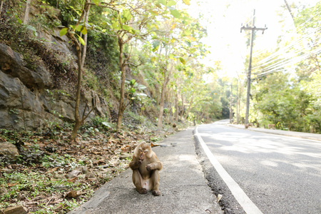 Little monkey sitting on road in Thailand. Concept of wild nature and animals.の写真素材