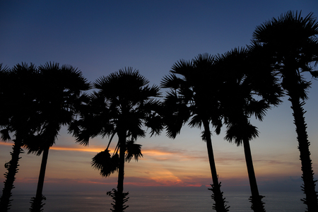 Palms silhouettes in sunrise sky and sea in background. Concept of calm morning on exotic tropical island.の写真素材