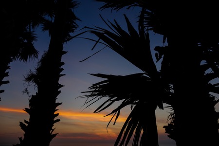Palms black silhouette on sunset sky. Concept o exotic background photo and calm night.の写真素材