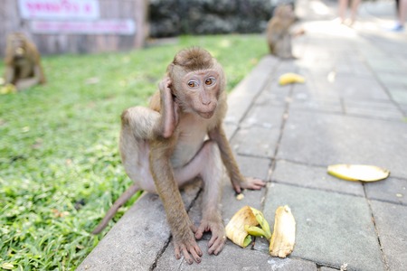 Funny monkey eating banana on grass background in park. Condept of protected area for monkeys and wild nature.の写真素材