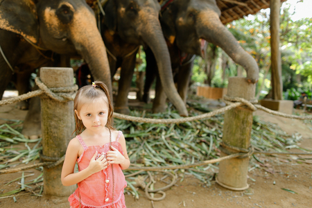 Little european girl standing near tamed and tied elephants. Concept of traveling with children to exotic countries and wild domesticated animals.の写真素材