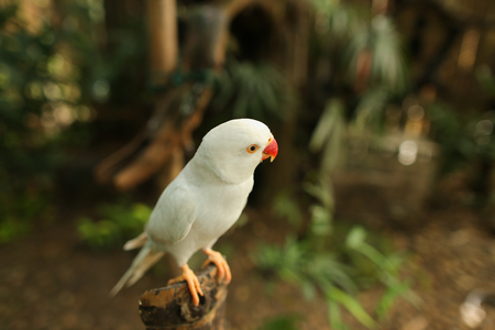 Close up cute white parrot sitting on branch in forest. Concept of wild nature and birds in Thailand.の写真素材