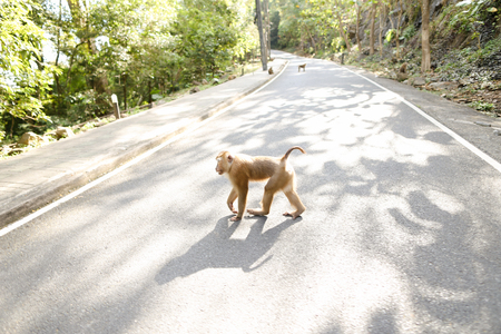 Nice monkey walking on road in sun rays. Concept of wild nature and animals.の写真素材