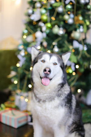 Adult malamute with Chrisymas tree in background. Concept of winter holidays and pets.の写真素材