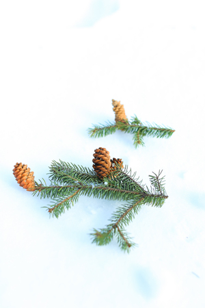 Fir cones lying on snow. Concept of winter inspiration and decorations.の写真素材