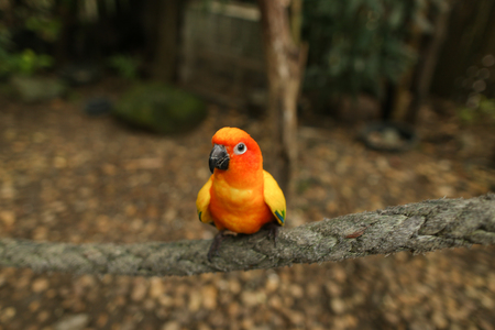 Close up orange parrot sitting on branch in forest. Concept of wild nature and birds in Thailend.