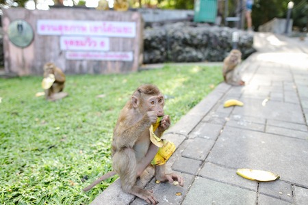 Monkey eating banana on grass background in park. Condept of protected area for monkeys and wild nature.の写真素材