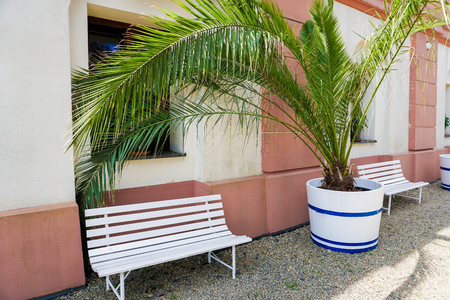 Palm house green plant near white bench and house. Concept of tropic house plants.の写真素材