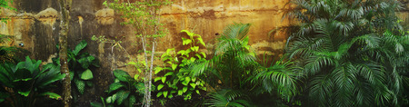 Website banner of tropical green plants near rock. Concept of summer blog header, flora and plants, arboretum.の写真素材