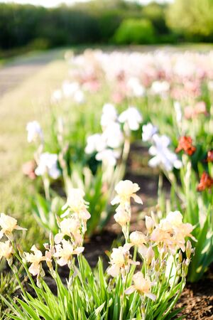 Sunny photo of amazing irises in garden. Concept of spring inspiration and nature.の写真素材