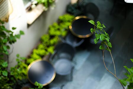 Close up green leafs at cafe with blurred tables in background. Concept of flora decoration and room plants.の写真素材
