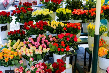 Yellow, red, pink roses in vases in flower shop. Concept of floristic art and business.の写真素材