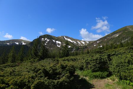 Great landscape of Alps mountains with fir trees and conifer plants. Concept of resting and summer vacations in Europe on nature.の写真素材