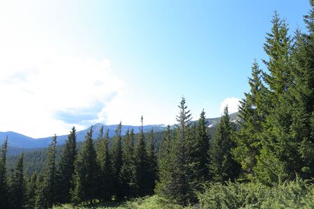 Great landscape of Carpathian mountains with fir trees and conifer plants. Concept of resting and summer vacations on nature.の写真素材