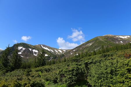 Green landscape of Alps mountains with fir trees and conifer plants. Concept of resting and summer vacations in Europe on nature.の写真素材