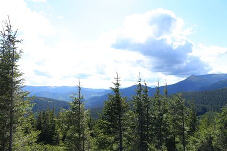 Carpathian with fir trees and clouds in background. Concept of last minute tours to Europe mountains.の写真素材