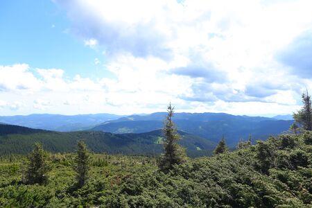 Green fir trees in mountains with clouds in background. Conept of nature landscapes and Alps.の写真素材