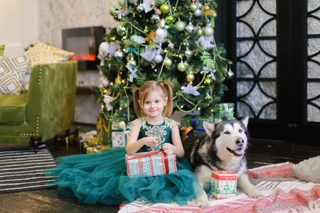 Little girl sittling with malamute and gift near Christmas tree. Concept of celebrating New Year and pets.の写真素材