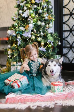 Little nice girl sittling with malamute and gift near Christmas tree. Concept of celebrating New Year and pets.の写真素材
