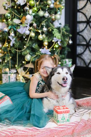 Little Funny girl sittling with husky and present near Christmas tree. Concept of celebrating New Year and pets.の写真素材