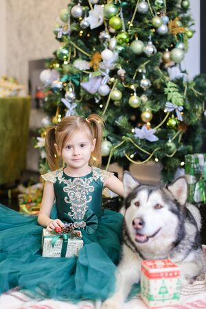 Little beautiful girl sittling with husky and present near Christmas tree. Concept of celebrating New Year and pets.の写真素材