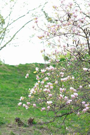 Magnolian tree in green grass background. Concept of spring season.の写真素材