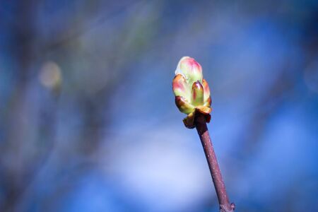Closeup tree bud on blue sky background. Concept of spring inspiration.の写真素材