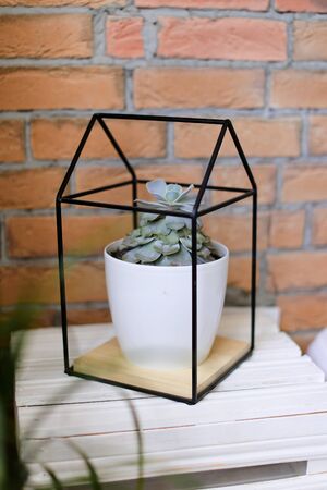 Nice succulent in white pot on brisk wall background. Concept of room plants.の写真素材