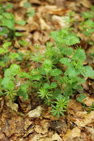 Green little plants in forest. Concept of wild nature.の写真素材
