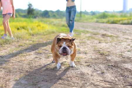 Young beautiful woman girl lady blond hair with red lips in casual style american bulldog friends friendship. Woman plays with dog glad, laughing, happy and inspired running to camera.の写真素材