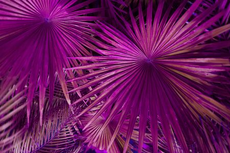 close up pink Tropical big palm leaves in exotic country. concept of foreign background, summer plants or nature and travelの写真素材