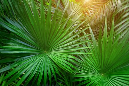 close up green Tropical big palm leaves with sunlight in exotic country. concept of foreign background, summer plants or nature and travelの写真素材